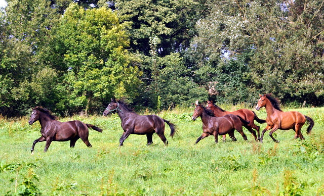 September 2015 - Foto Beate Langels - Gestt Hmelschenburg