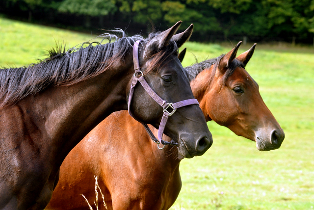 Die zweijhrigen Nachwuchspferde im September 2015 - Foto Beate Langels - Gestt Hmelschenburg