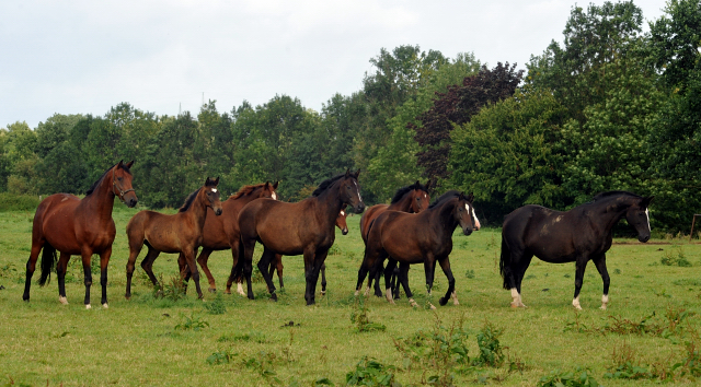 September 2015 - Foto Beate Langels - Gestt Hmelschenburg