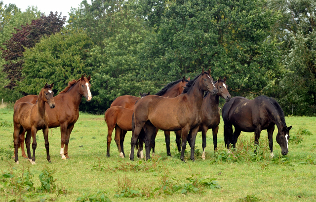 September 2015 - Foto Beate Langels - Gestt Hmelschenburg