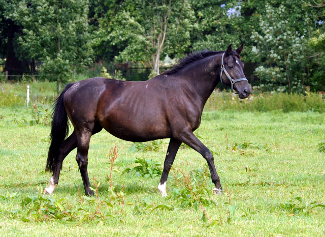 Prmien- u. Staatsprmienstute Vittoria v. Exclusiv im September 2015 - Foto Beate Langels - Gestt Hmelschenburg