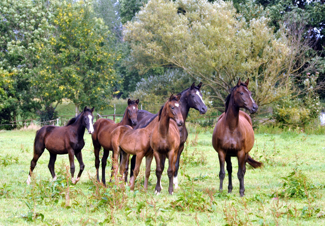 September 2015 - Foto Beate Langels - Gestt Hmelschenburg