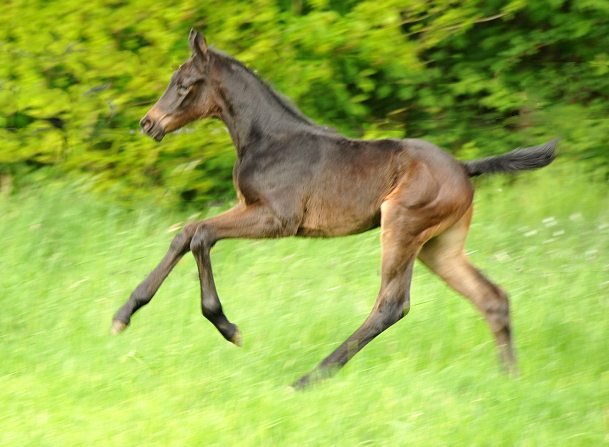 Trakehner Stutfohlen von Oliver Twist - Summertime - Rockefeller , Foto: Beate Langels - Trakehner Gestt Hmelschenburg