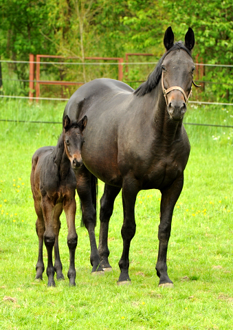 Trakehner Stutfohlen von Oliver Twist - Summertime - Rockefeller , Foto: Beate Langels - Trakehner Gestt Hmelschenburg