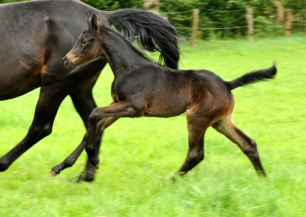 Trakehner Stutfohlen von Oliver Twist - Summertime - Rockefeller , Foto: Beate Langels - Trakehner Gestt Hmelschenburg