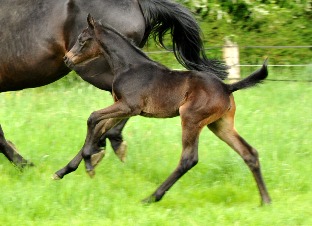 Trakehner Stutfohlen von Oliver Twist - Summertime - Rockefeller , Foto: Beate Langels - Trakehner Gestt Hmelschenburg