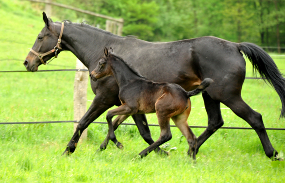 Trakehner Stutfohlen von Oliver Twist - Summertime - Rockefeller , Foto: Beate Langels - Trakehner Gestt Hmelschenburg