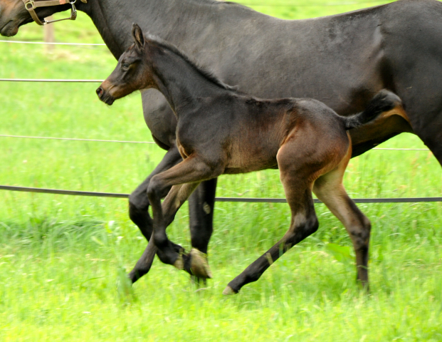 Trakehner Stutfohlen von Oliver Twist - Summertime - Rockefeller , Foto: Beate Langels - Trakehner Gestt Hmelschenburg