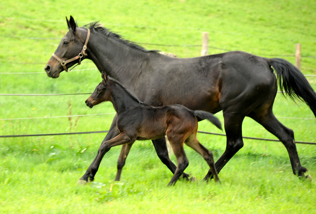 Trakehner Stutfohlen von Oliver Twist - Summertime - Rockefeller , Foto: Beate Langels - Trakehner Gestt Hmelschenburg