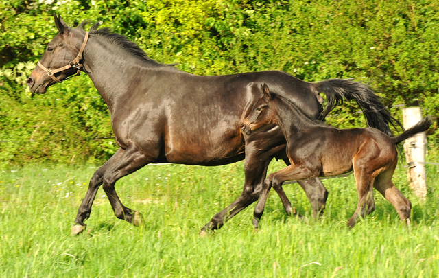 Trakehner Stutfohlen von Oliver Twist - Summertime - Rockefeller , Foto: Beate Langels - Trakehner Gestt Hmelschenburg
