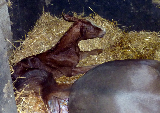 Trakehner Hengstfohlen von High Motion x Buddenbrock - Foto: Thomas Hus