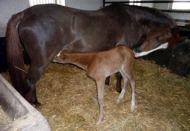 Trakehner Hengstfohlen von High Motion x Buddenbrock - Foto: Thomas Hus