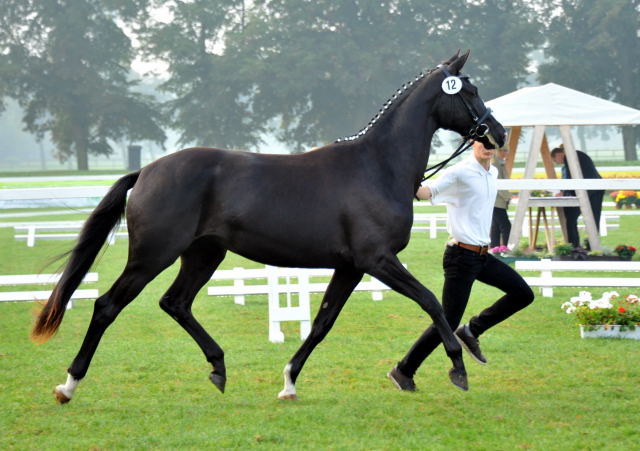 Trakehner Stute Ambiente v. Oliver Twist u.d. Pr.St. Aguilera v. Hofrat - Foto: Beate Langels, Trakehner Gestt Hmelschenburg