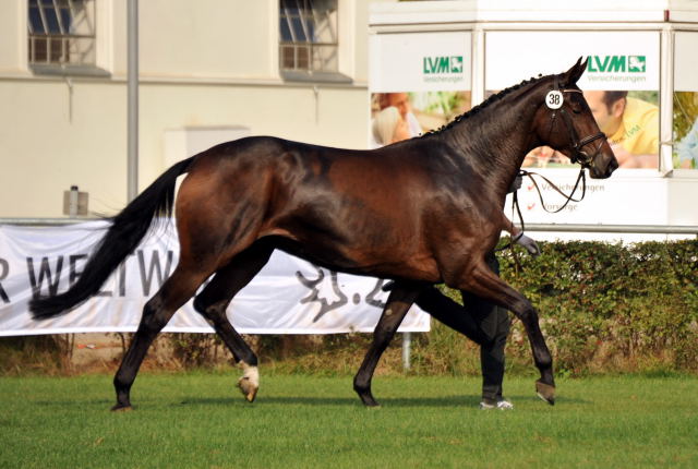 Pr.u.StPrSt. Greta v. Oliver Twist u.d. Gracia v. Hofrat - Foto: Beate Langels, Trakehner Gestt Hmelschenburg