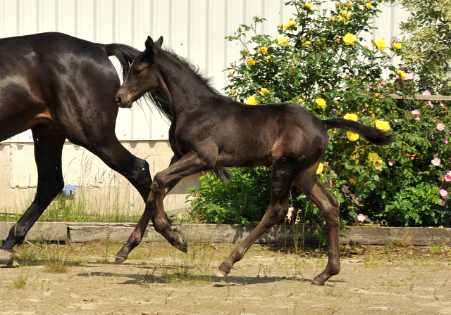 Trakehner Hengstfohlen von Oliver Twist - Summertime - Rockefeller , Foto: Beate Langels - Trakehner Gestt Hmelschenburg