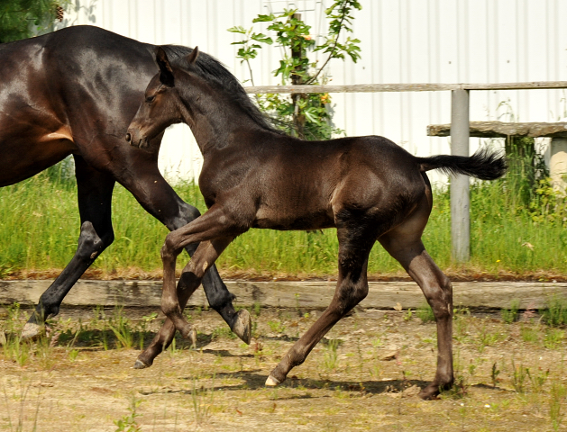 Trakehner Hengstfohlen von Oliver Twist - Summertime - Rockefeller , Foto: Beate Langels - Trakehner Gestt Hmelschenburg