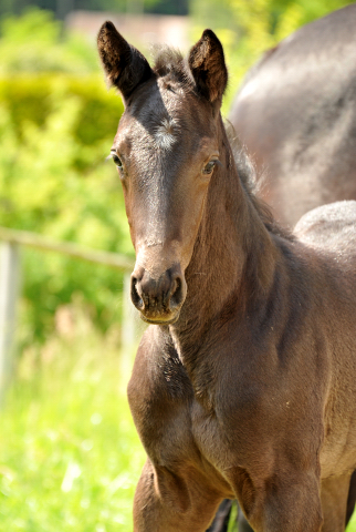 Trakehner Hengstfohlen von Oliver Twist - Summertime - Rockefeller , Foto: Beate Langels - Trakehner Gestt Hmelschenburg