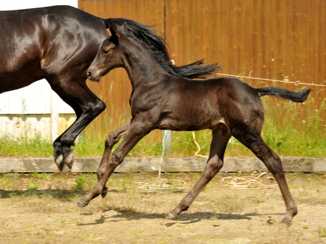 Trakehner Hengstfohlen von Oliver Twist - Summertime - Rockefeller , Foto: Beate Langels - Trakehner Gestt Hmelschenburg