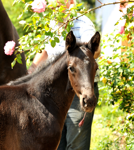 Trakehner Hengstfohlen von Oliver Twist - Summertime - Rockefeller , Foto: Beate Langels - Trakehner Gestt Hmelschenburg