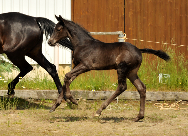 Trakehner Hengstfohlen von Oliver Twist - Summertime - Rockefeller , Foto: Beate Langels - Trakehner Gestt Hmelschenburg