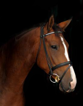 Galileo von Exclusiv - Maestro - Kostolany - Karon, Foto: D. Habert