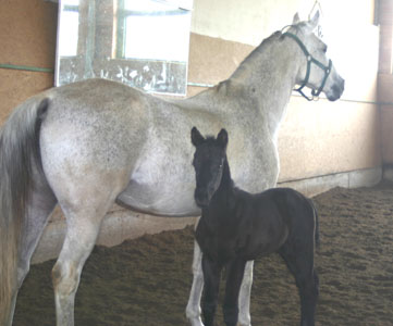 Hengstfohlen von Kostolany und der Birke