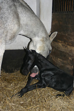 Trakehner Hengstfohlen von Kostolany und der Birke