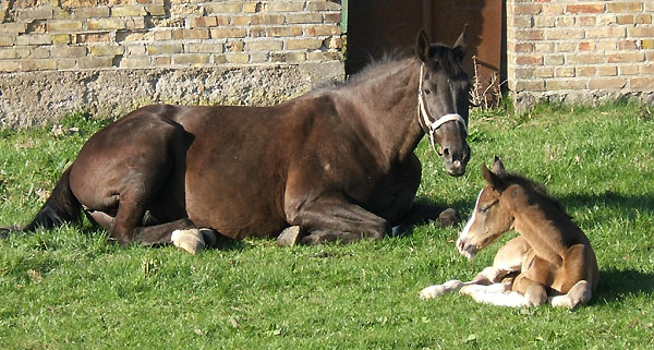 Trakehner Stutfohlen von Freudenfest u.d. Harfe v. Catarakt u.d. Handlung v. Eol 