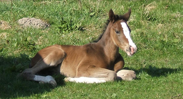 Trakehner Stutfohlen von Freudenfest u.d. Harfe v. Catarakt u.d. Handlung v. Eol 