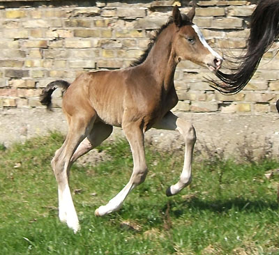 Trakehner Stutfohlen von Freudenfest u.d. Harfe v. Catarakt u.d. Handlung v. Eol 