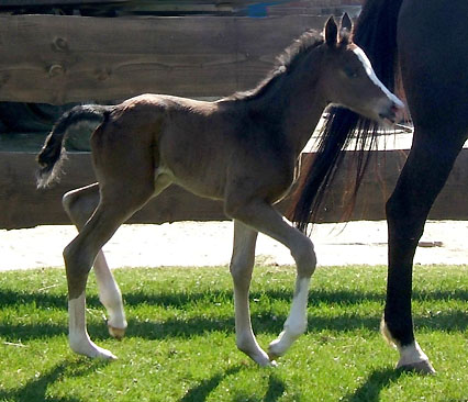 Trakehner Stutfohlen von Freudenfest u.d. Harfe v. Catarakt u.d. Handlung v. Eol 