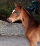 Stutfohlen von Symont - Caprimond - Falke