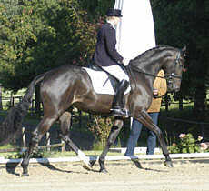 Hannah - 3 years old premium-mare by Freudenfest