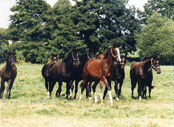 The young stallions