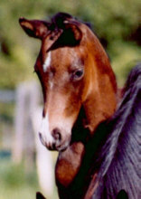 14 Tage altes Trakehner Hengstfohlen von Shavalou u.d. Highlife v. Starway, Foto: Dr. Ewald Pigisch