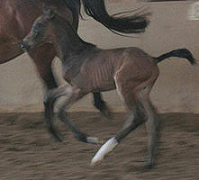 2 Tage altes Hengstfohlen von Shavalou x Starway, Foto: Dr. E. Pigisch