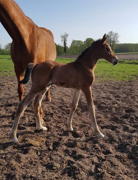 Trakehner Hengstfohlen von Saint Cyr - Tanzmeister - Saint Cloud  - Trakehner Gestt Hmelschenburg