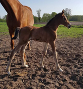 Trakehner Hengstfohlen von Saint Cyr u.d. Klara v. Tanzmeister  Foto privat