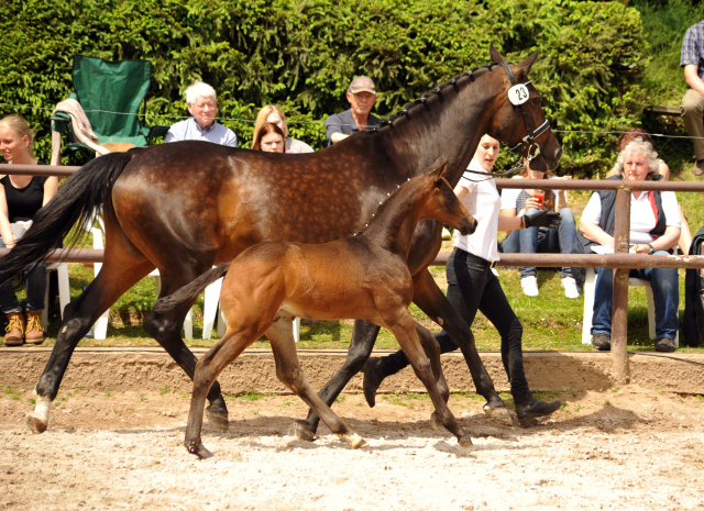 Trakehner Hengstfohlen von Sir Sansibar u.d. u.d. Pr.St. Rominten v. Manrico - Foto: Beate Langels