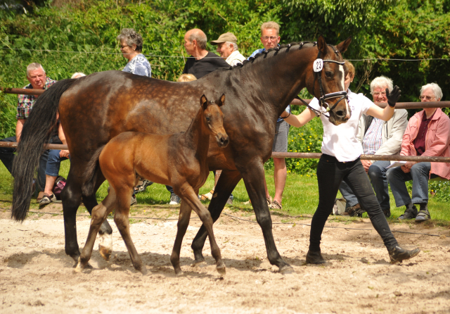 Trakehner Hengstfohlen von Sir Sansibar u.d. u.d. Pr.St. Rominten v. Manrico - Foto: Beate Langels