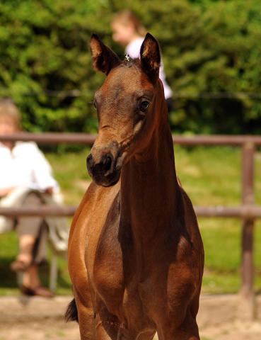 Trakehner Hengstfohlen von Sir Sansibar u.d. u.d. Pr.St. Rominten v. Manrico - Foto: Beate Langels