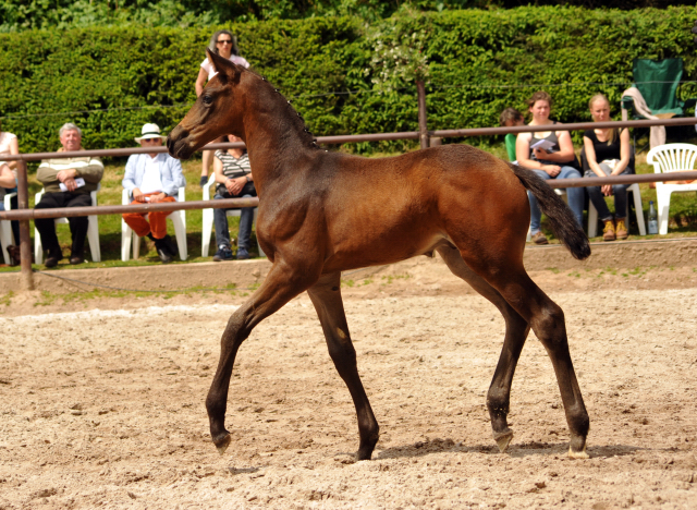 Trakehner Hengstfohlen von Sir Sansibar u.d. u.d. Pr.St. Rominten v. Manrico - Foto: Beate Langels