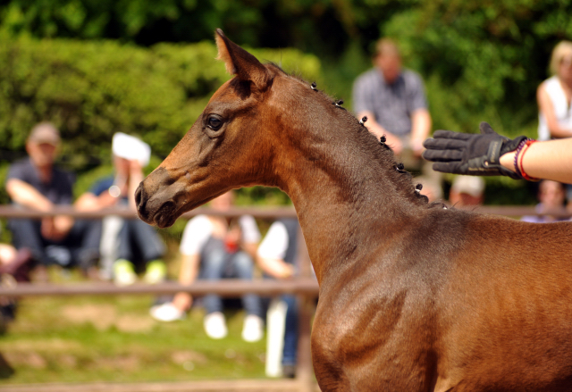 Trakehner Hengstfohlen von Sir Sansibar u.d. u.d. Pr.St. Rominten v. Manrico - Foto: Beate Langels