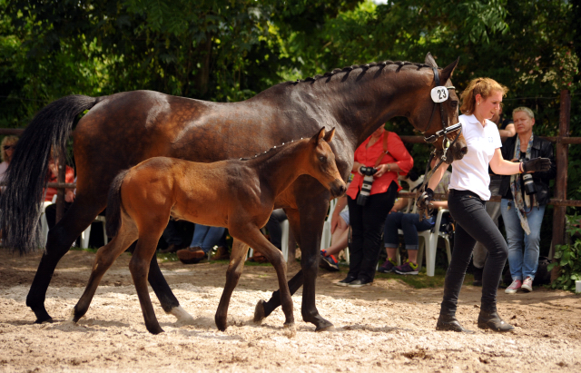 Trakehner Hengstfohlen von Sir Sansibar u.d. u.d. Pr.St. Rominten v. Manrico - Foto: Beate Langels