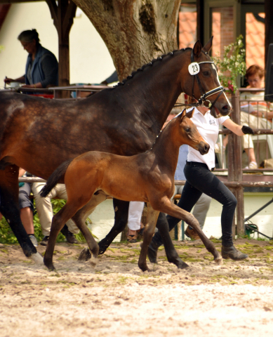 Trakehner Hengstfohlen von Sir Sansibar u.d. u.d. Pr.St. Rominten v. Manrico - Foto: Beate Langels