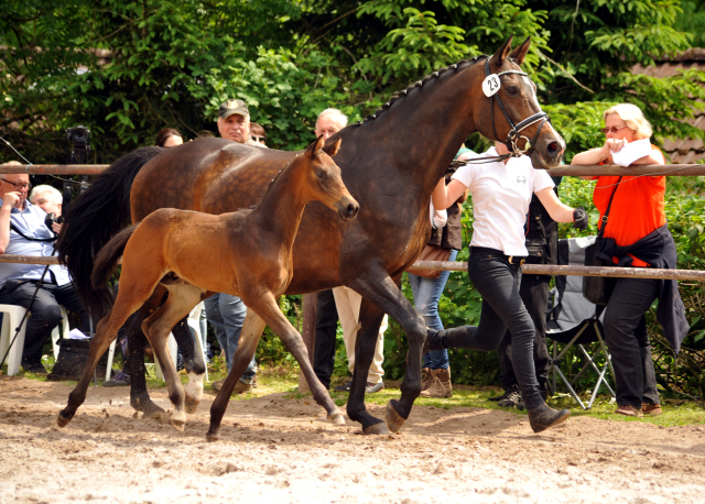 Trakehner Hengstfohlen von Sir Sansibar u.d. u.d. Pr.St. Rominten v. Manrico - Foto: Beate Langels