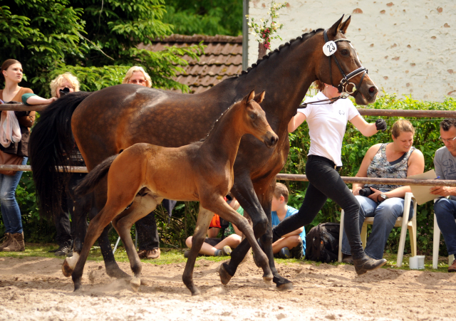 Trakehner Hengstfohlen von Sir Sansibar u.d. u.d. Pr.St. Rominten v. Manrico - Foto: Beate Langels