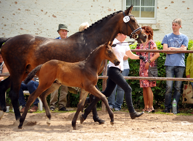 Trakehner Hengstfohlen von Sir Sansibar u.d. u.d. Pr.St. Rominten v. Manrico - Foto: Beate Langels