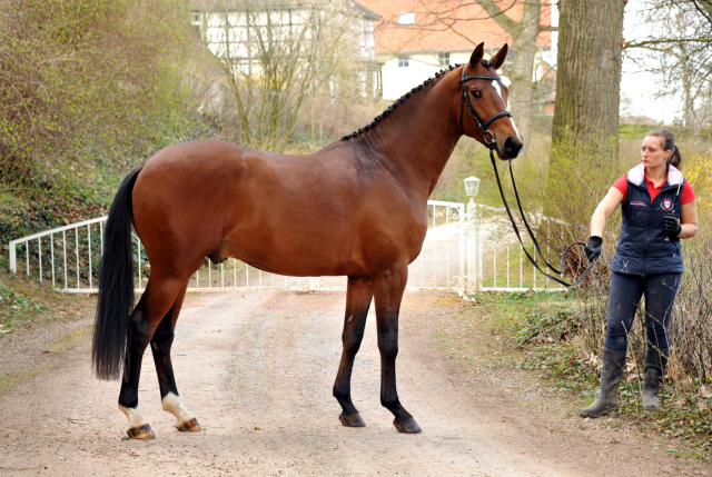 High Motion von Saint Cyr und Jessica - Foto Beate Langels - Gestt Hmelschenburg