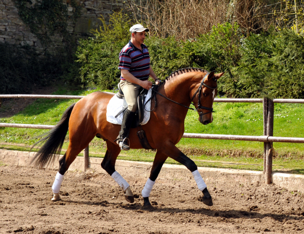 High Motion von Saint Cyr und Pavle - Foto Beate Langels - Gestt Hmelschenburg